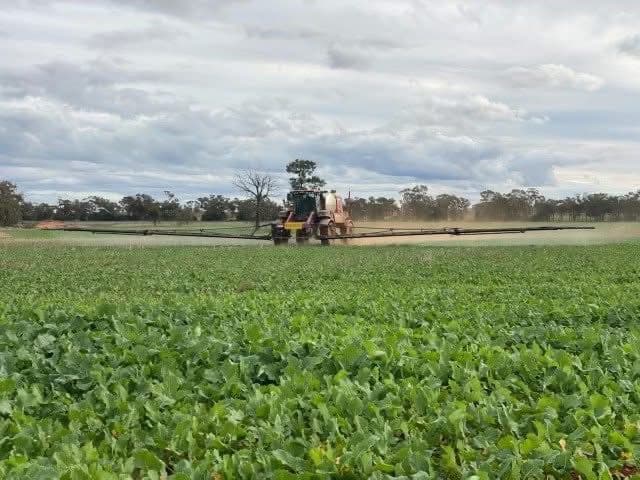Sprayer in a canola field